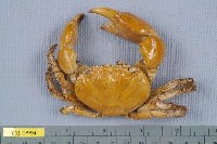 藏品(光手酋婦蟹)的圖片